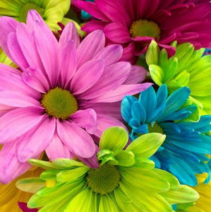 Meet your Posher, Charlee